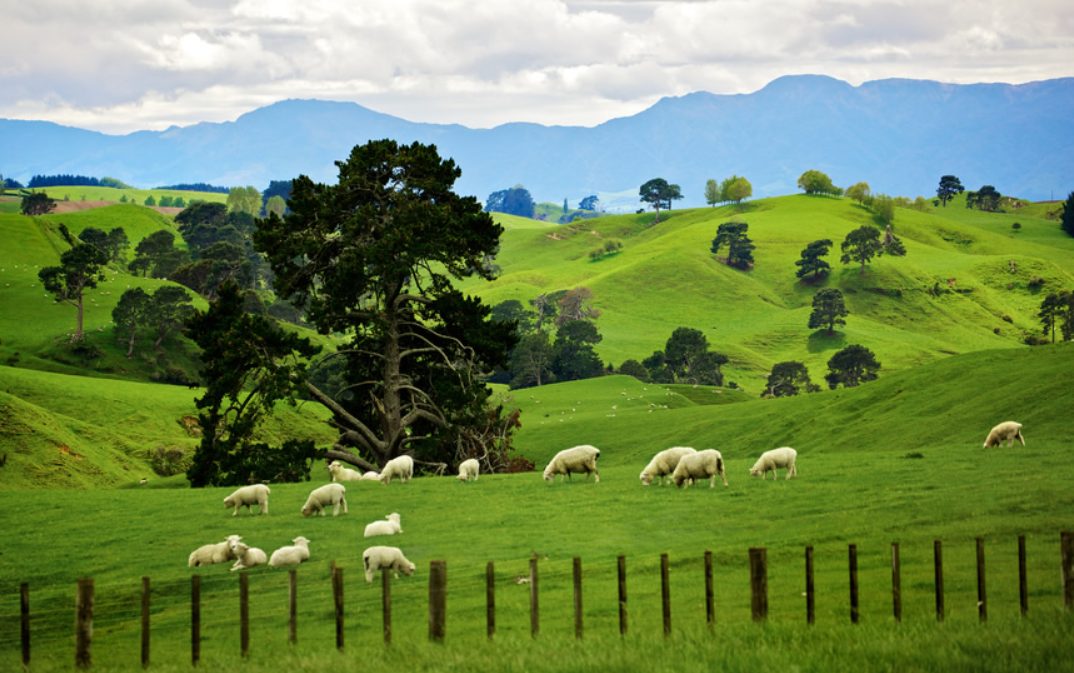 新西兰投资移民